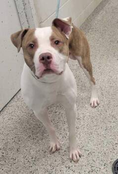 George -  Pit Bull Terrier and Mixed Breed Dog for Adoption in Kansas City, Missouri - George | PetCurious