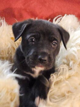 Rescue Labrador Retriever and Pit Bull Terrier Dogs for Adoption in Santa Rosa, California - Puddles | PetCurious