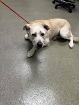 Rescue Labrador Retriever and Mixed Breed Dogs for Adoption in Las Vegas, Nevada - MUSHROOM | PetCurious