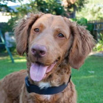 Rescue Golden Retriever Dogs for Adoption in Bloomfield, Connecticut - Bash | PetCurious