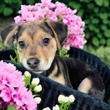 Beagle Dogs Available for Adoption - Phoebe | PetCurious