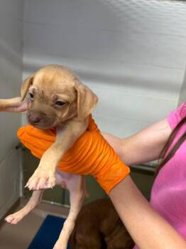 Amethyst -  Hound Dog for Adoption in Nacogdoches, Texas - Amethyst | PetCurious