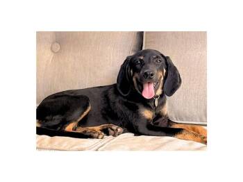 Passion (GA) -  Black And Tan Coonhound Dog for Adoption - Passion (GA) | PetCurious