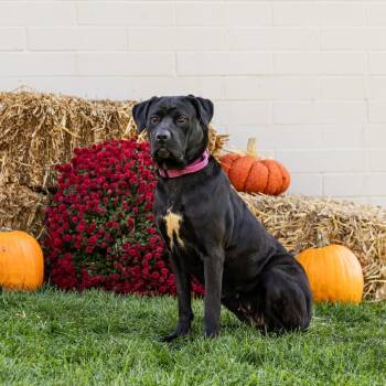 Rescue Cane Corso Dogs for Adoption in Council Bluffs, Iowa - Ravin | PetCurious
