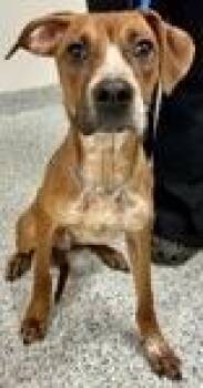 Coonhound and Mixed Breed Dogs Available for Adoption - Waylon | PetCurious