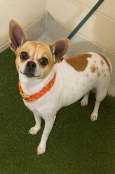 Rescue Chihuahua Dogs for Adoption in Tifton, Georgia - Dottie | PetCurious