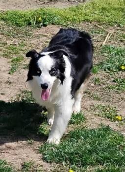 Australian Shepherd Dogs Available for Adoption in Indianapolis, Indiana - Bruce | PetCurious