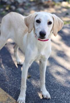 Sirius in NH. Come Meet our Adoptable Dogs Wednesday-Saturday. M -  Labrador Retriever Dog for Adoption in Manchester, New Hampshire - Sirius In NH. Come Meet Our Adoptable Dogs Wednesday-Saturday. M | PetCurious