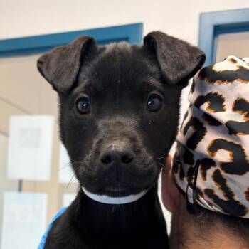 Australian Kelpie and Australian Shepherd Dogs Available for Adoption - Lazlo | PetCurious