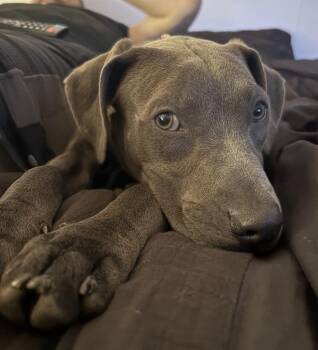 Petunia -  Pit Bull Terrier Dog for Adoption in Cheektowaga, New York - Petunia | PetCurious