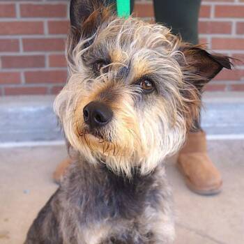 Yorkshire Terrier and Terrier Dogs Available for Adoption - Chill | PetCurious