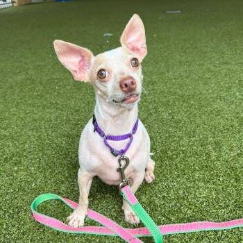 Harley -  Chihuahua Dog for Adoption in West Palm Beach, Florida - Harley | PetCurious