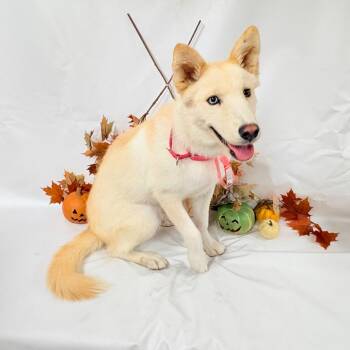 1118 (2026) Anita -  Siberian Husky and Mixed Breed Dog for Adoption in Parker, Colorado - 1118 (2026) Anita | PetCurious
