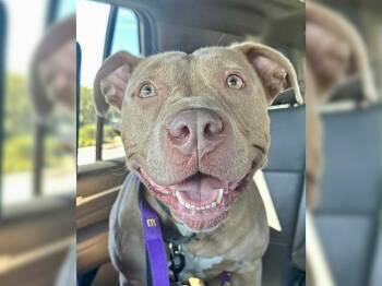 Rescue Boxer and Mixed Breed Dogs for Adoption in Omaha, Nebraska - CASEY | PetCurious