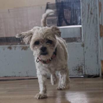 Poodle and Shih Tzu Dogs Available for Adoption - Benji | PetCurious