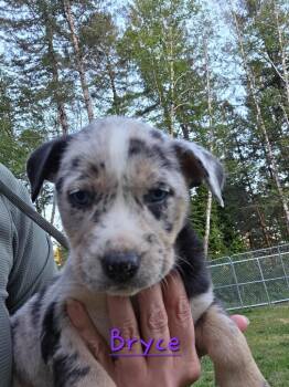 Pit Bull Terrier and Catahoula Leopard Dog Dogs Available for Adoption in Brookings, Oregon - Bryce | PetCurious