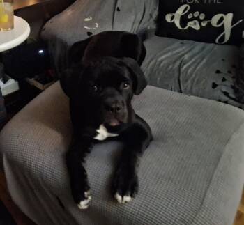 Delaney -  Cane Corso Dog for Adoption in Rochester, New York - Delaney | PetCurious