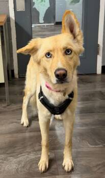 Goldie -  Husky Dog for Adoption in Trenton, New Jersey - Goldie | PetCurious