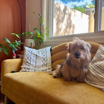 Terrier Dogs Available for Adoption - Toby | PetCurious
