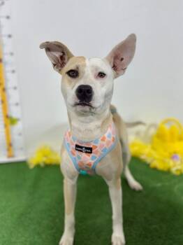 Rebecca-One of our Amazing Rescue Dogs -  Pit Bull Terrier and Labrador Retriever Dog for Adoption in Carlsbad, California - Rebecca-One Of Our Amazing Rescue Dogs | PetCurious