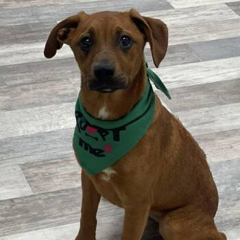 Labrador Retriever Dogs Available for Adoption in Brookshire, Texas - Raika - Local April 24-26 | PetCurious