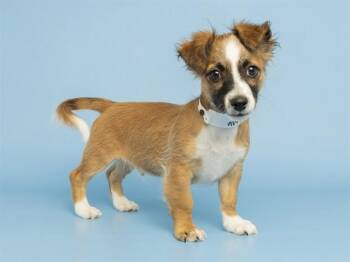 Chihuahua and Mixed Breed Dogs Available for Adoption in Phoenix, Arizona - JON | PetCurious
