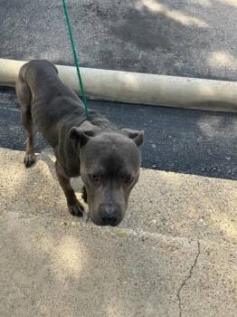 GUS -  Pit Bull Terrier and Mixed Breed Dog for Adoption in Dallas, Texas - GUS | PetCurious