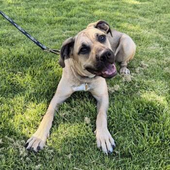 Zinfandel -  Shepherd and Great Dane Dog for Adoption in Oakland, California - Zinfandel | PetCurious