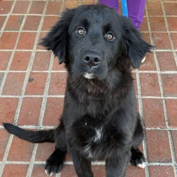 Great Pyrenees and Retriever Dogs Available for Adoption - Ford | PetCurious