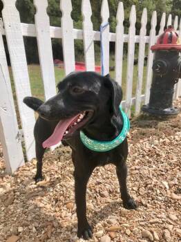 Mick -  Labrador Retriever Dog for Adoption in Saint Francisville, Louisiana - Mick | PetCurious