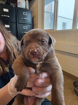 Labrador Retriever and Pit Bull Terrier Dogs Available for Adoption in Gold Beach, Oregon - Fjord | PetCurious
