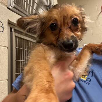 Mitzi -  Mixed Breed Dog for Adoption in Bristol, Indiana - Mitzi | PetCurious