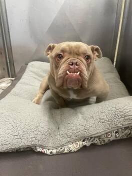 Petunia -  Mixed Breed Dog for Adoption in Bemidji, Minnesota - Petunia | PetCurious