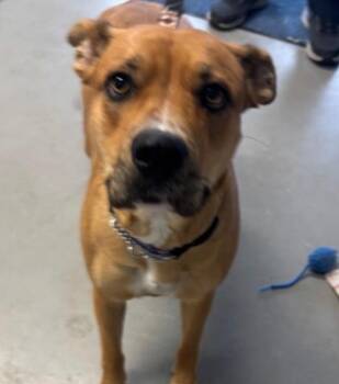Boxer and Terrier Dogs Available for Adoption in Hartford City, Indiana - Coco | PetCurious