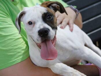 SAM -  Boxer and Mixed Breed Dog for Adoption in Tallahassee, Florida - SAM | PetCurious