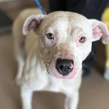 Pit Bull Terrier Dogs Available for Adoption - LAYLA - Needs A Foster Or Adopter | PetCurious