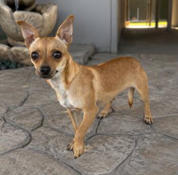Banana -  Chihuahua Dog for Adoption in Lathrop, California - Banana | PetCurious