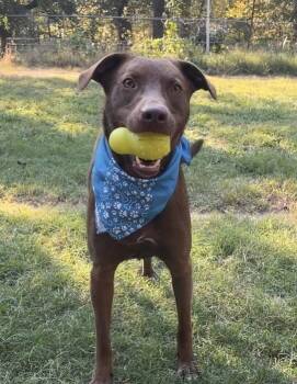 Rescue Labrador Retriever Dogs for Adoption in Horn Lake, Mississippi - Manny | PetCurious