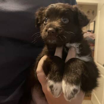 Coco -  Schnauzer and Mixed Breed Dog for Adoption in Baton Rouge, Louisiana - Coco | PetCurious