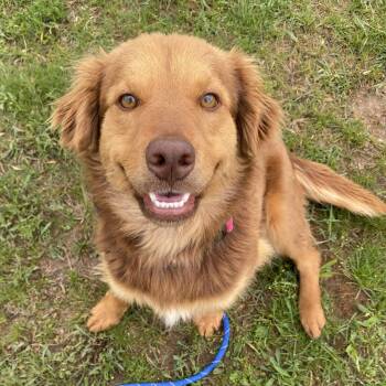 Mixed Breed Dogs Available for Adoption in Allegan, Michigan - Baby Girl | PetCurious