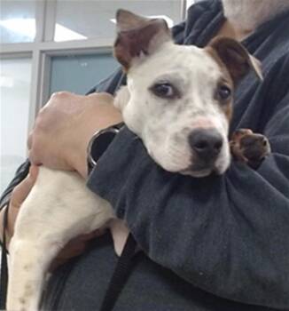 Terrier and Pit Bull Terrier Dogs Available for Adoption in Oklahoma City, Oklahoma - A473227 | PetCurious