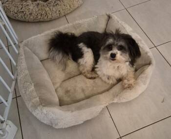 Panda Bear (In Foster) -  Poodle Dog for Adoption in Elmwood, Louisiana - Panda Bear (In Foster) | PetCurious