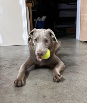 Labrador Retriever and Whippet Dogs Available for Adoption - Smoky (also Known As Elsa) | PetCurious