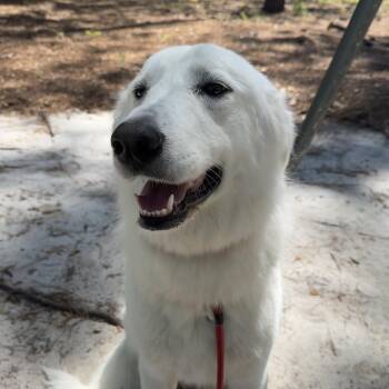 Great Pyrenees and Akbash Dogs Available for Adoption in Columbia, South Carolina - Astrid | PetCurious