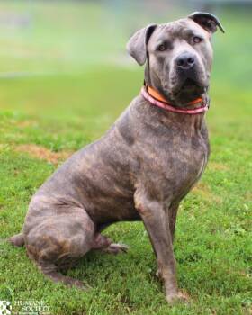 KODAK -  Cane Corso Dog for Adoption in Hagerstown, Maryland - KODAK | PetCurious
