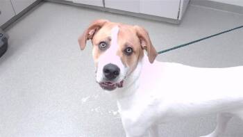 LEOPOLD -  Anatolian Shepherd and Mixed Breed Dog for Adoption in Omaha, Nebraska - LEOPOLD | PetCurious