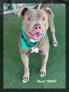 Pit Bull Terrier Dogs Available for Adoption in Marietta, Georgia - GHOST | PetCurious