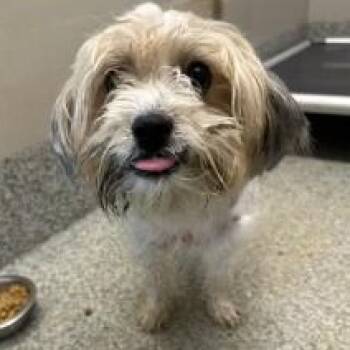 Lionus (ID 52419) -  Shih Tzu and Bichon Frise Dog for Adoption in Manassas, Virginia - Lionus (ID 52419) | PetCurious