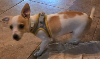 Rescue Chihuahua Dogs for Adoption in San Antonio, Texas - Amy | PetCurious
