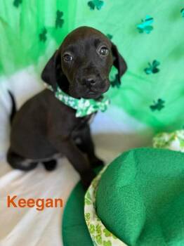 Golden Retriever and Labrador Retriever Dogs Available for Adoption - Lucky Charms :  Keegan | PetCurious